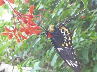 ButterFly picture taken by Jane Carr